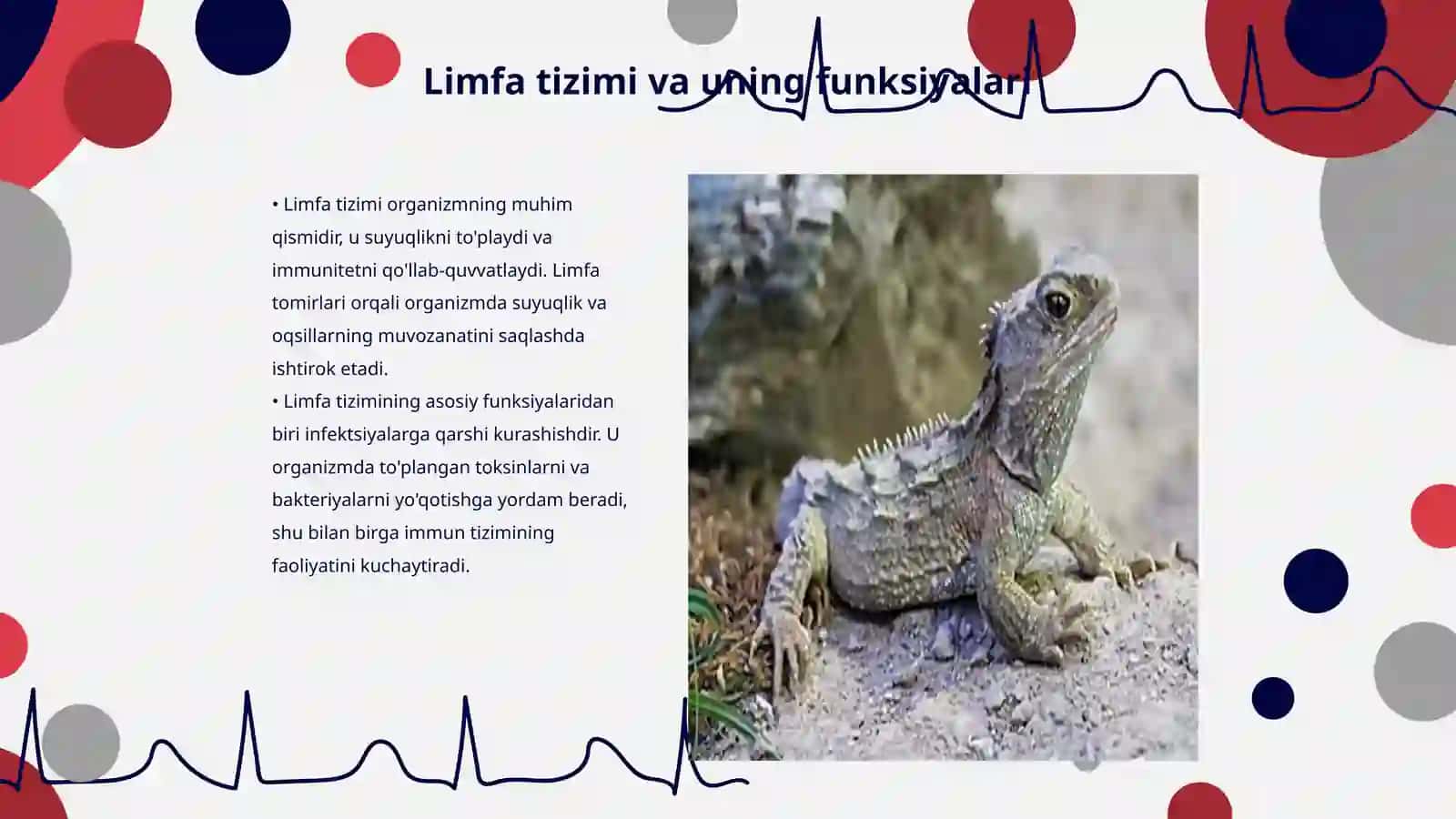 Limfa tomirlarining taraqqiyotiga va tuzilishiga ijtimoiy va biologik muxitlarning ta'siri 3