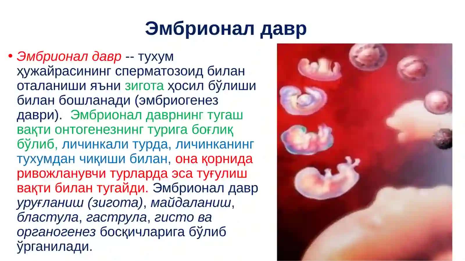 Эмбрионал ривожланишнинг умумий қонуниятлари 3