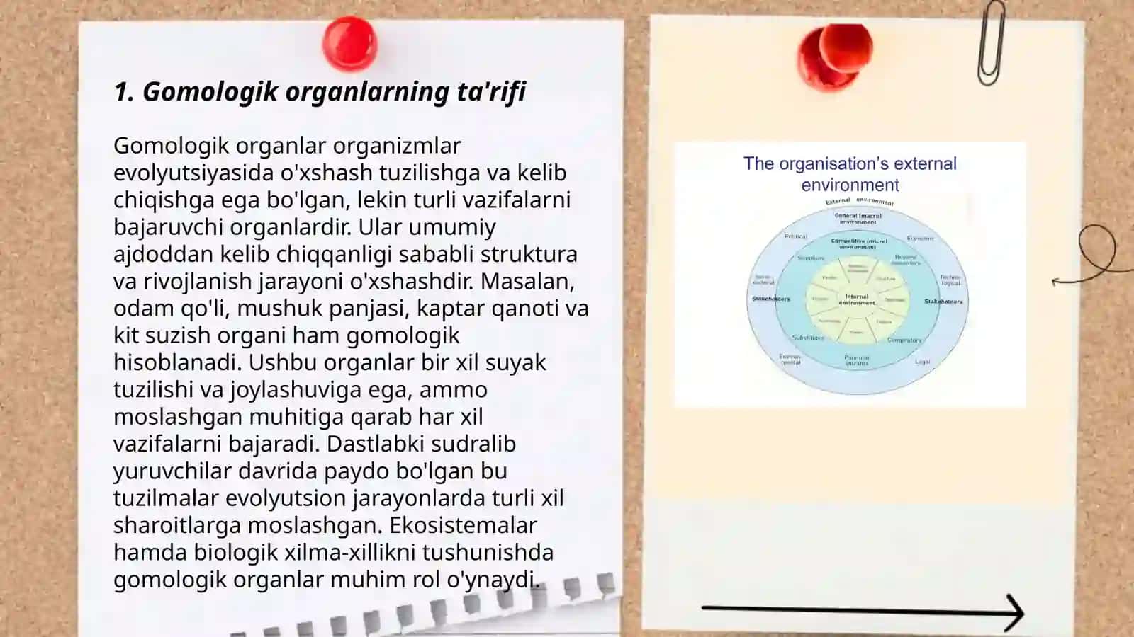 Gomologik va analogik organlar, organlar oligomerizatsiyasi, polimerizatsiyasi va koordinatsiyasi 3