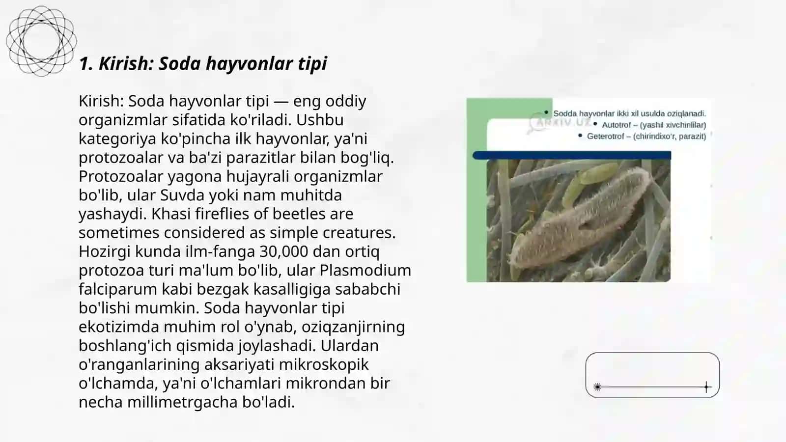 Soda hayvonlar tipi 1-kurs 106 - guruh 3