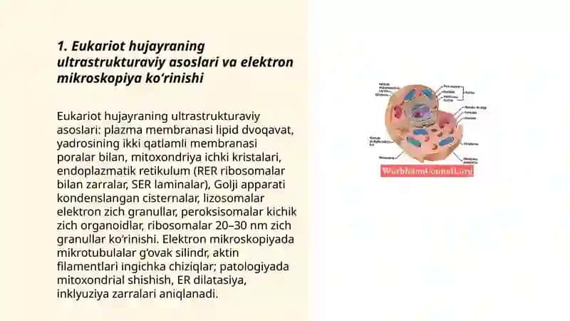 Eukariot hujayralarning ultrastrukturaviy tuzilishi. Hujayra umumiy organoidlari. Ushbu organellalarning patologiyasidan kelib chiqadigan kasalliklar 3