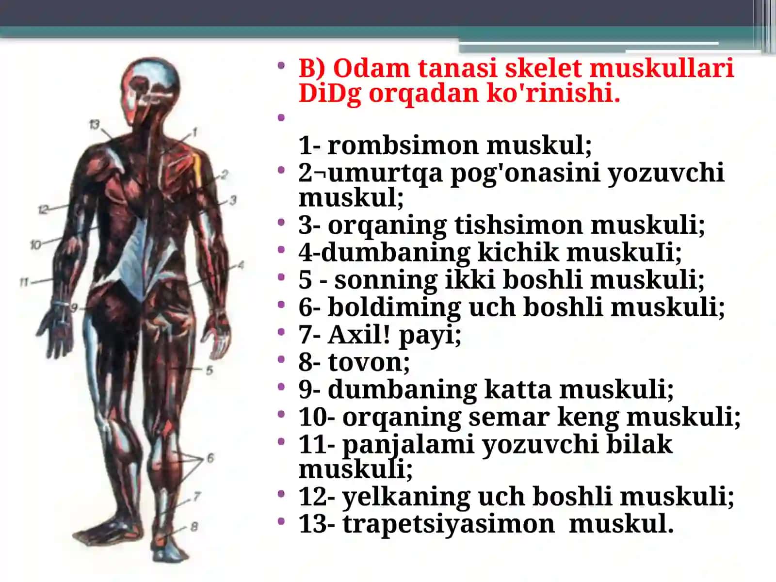 Tana muskullari 3