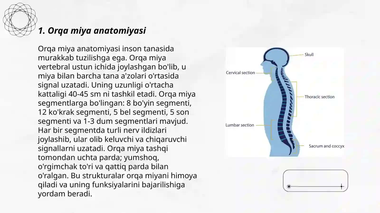 Orqa miya anatomiyasi va pardalari 3