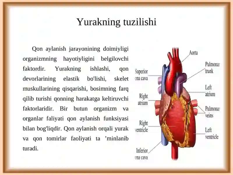 Yurak-qon tomir tizimining yoshga oid fiziologiyasi va gigiyenasi 3