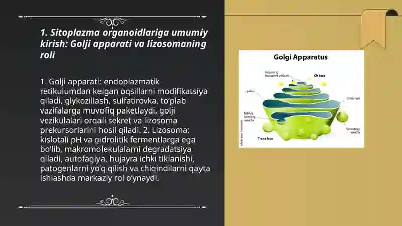 Sitoplazma organoidlari golji apparati va lizasoma tuziulishi 3