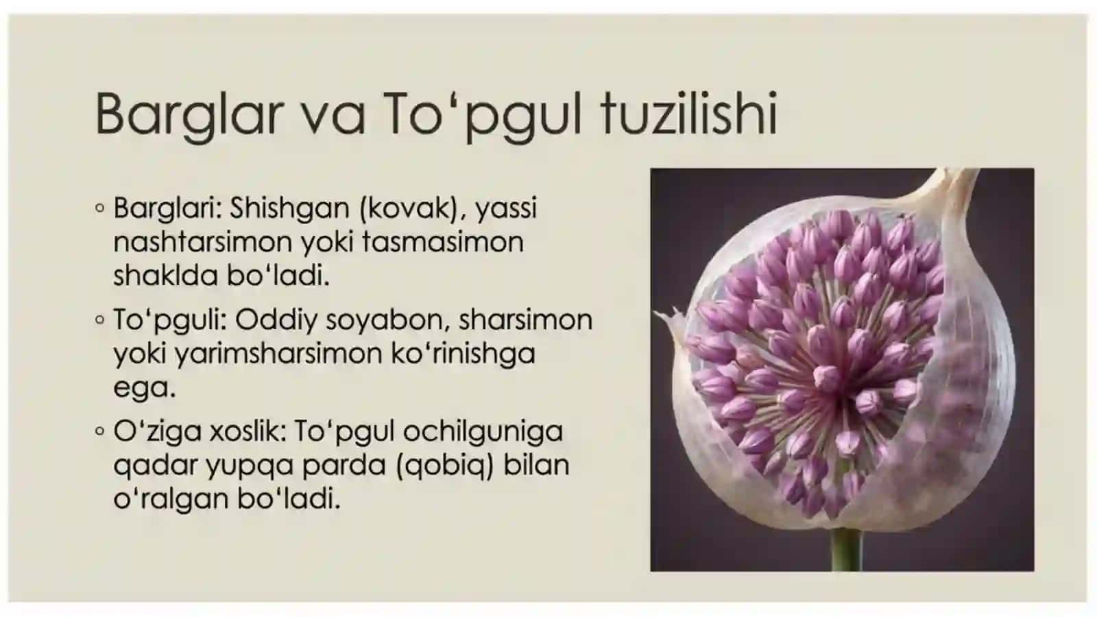 Piyozdoshlar oilasi 3