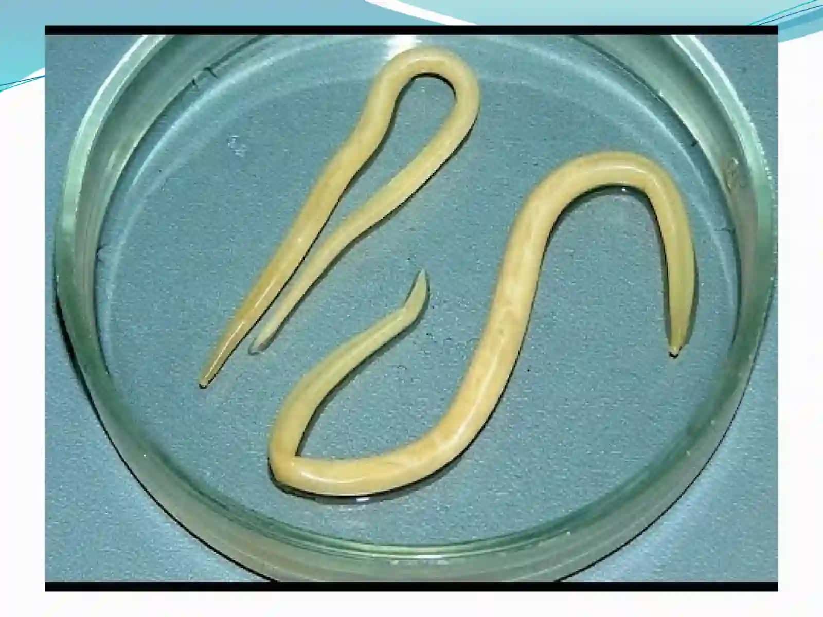 Askaridalar (Ascarididae) 3