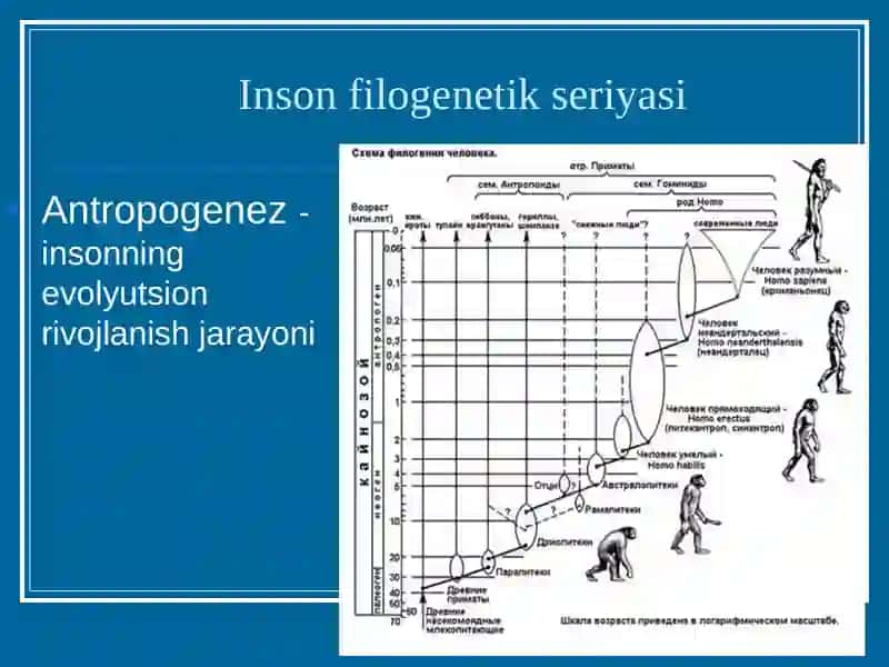 Antropogenez 3