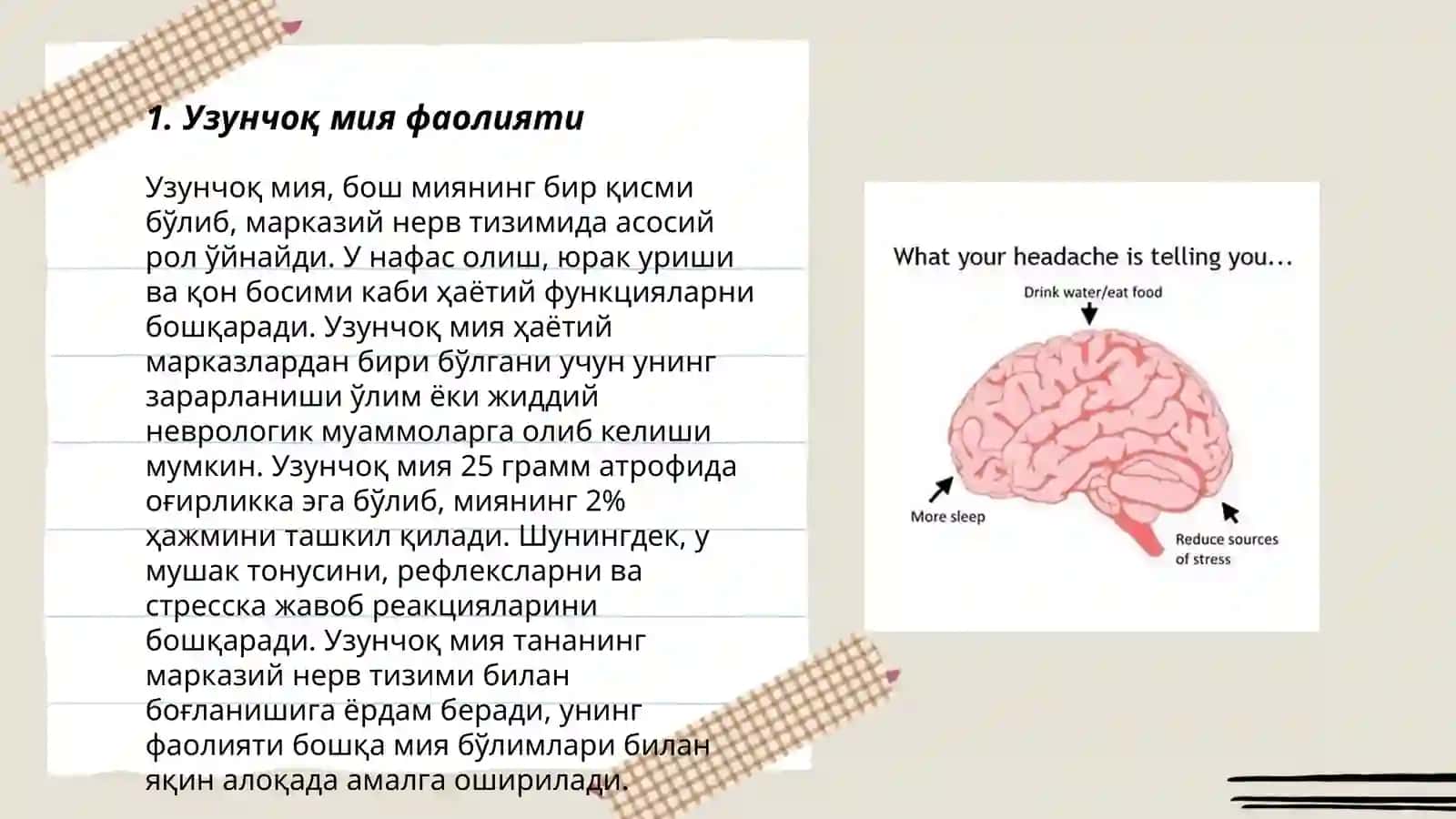 Узунчоқ мия 3