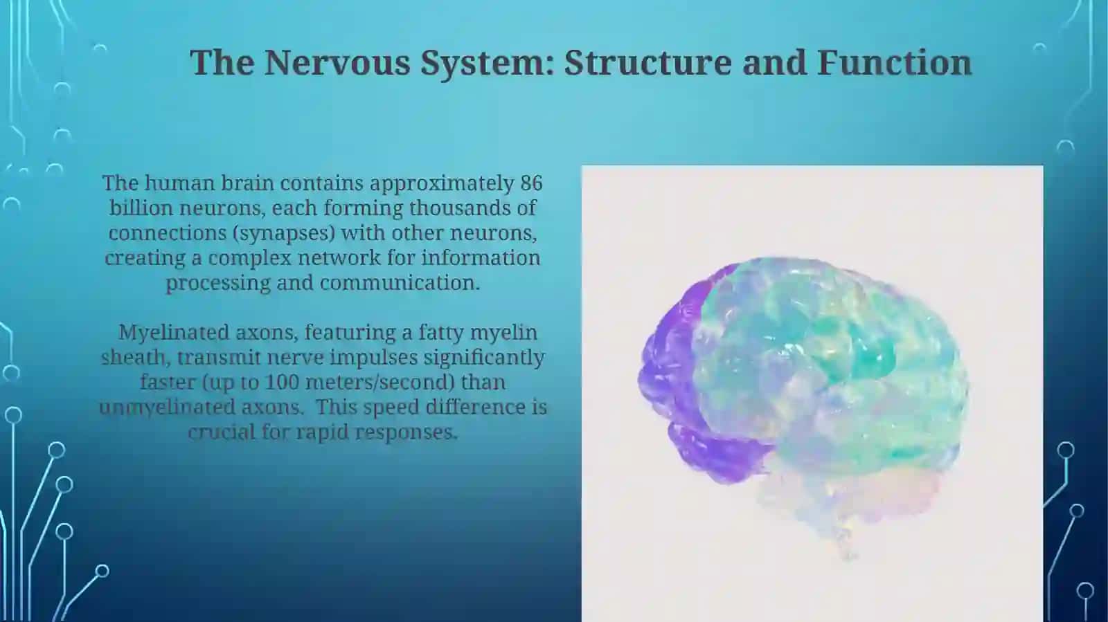 The Nervous System: Structure and Function 3