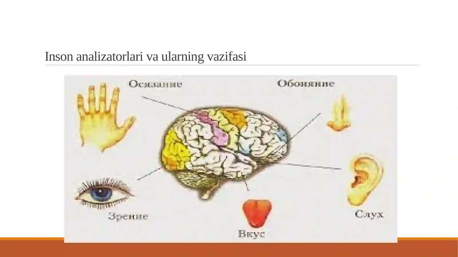 Insonko‘rishanalizatorlarituzilishi: optikfunksiya 3