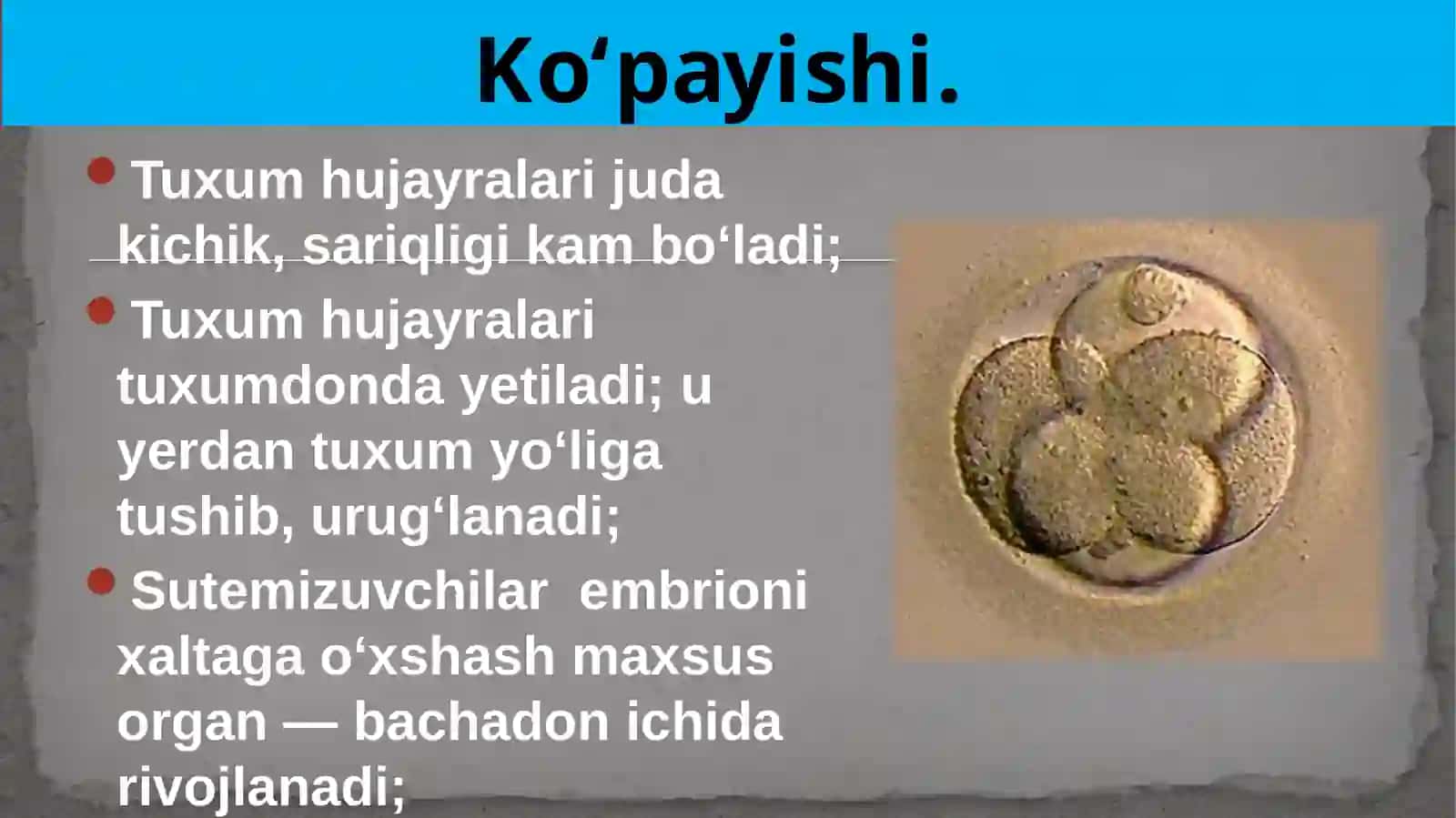 Umurtqalihayvonlarning ko’payish biologiyasi va rivojlanishi 3