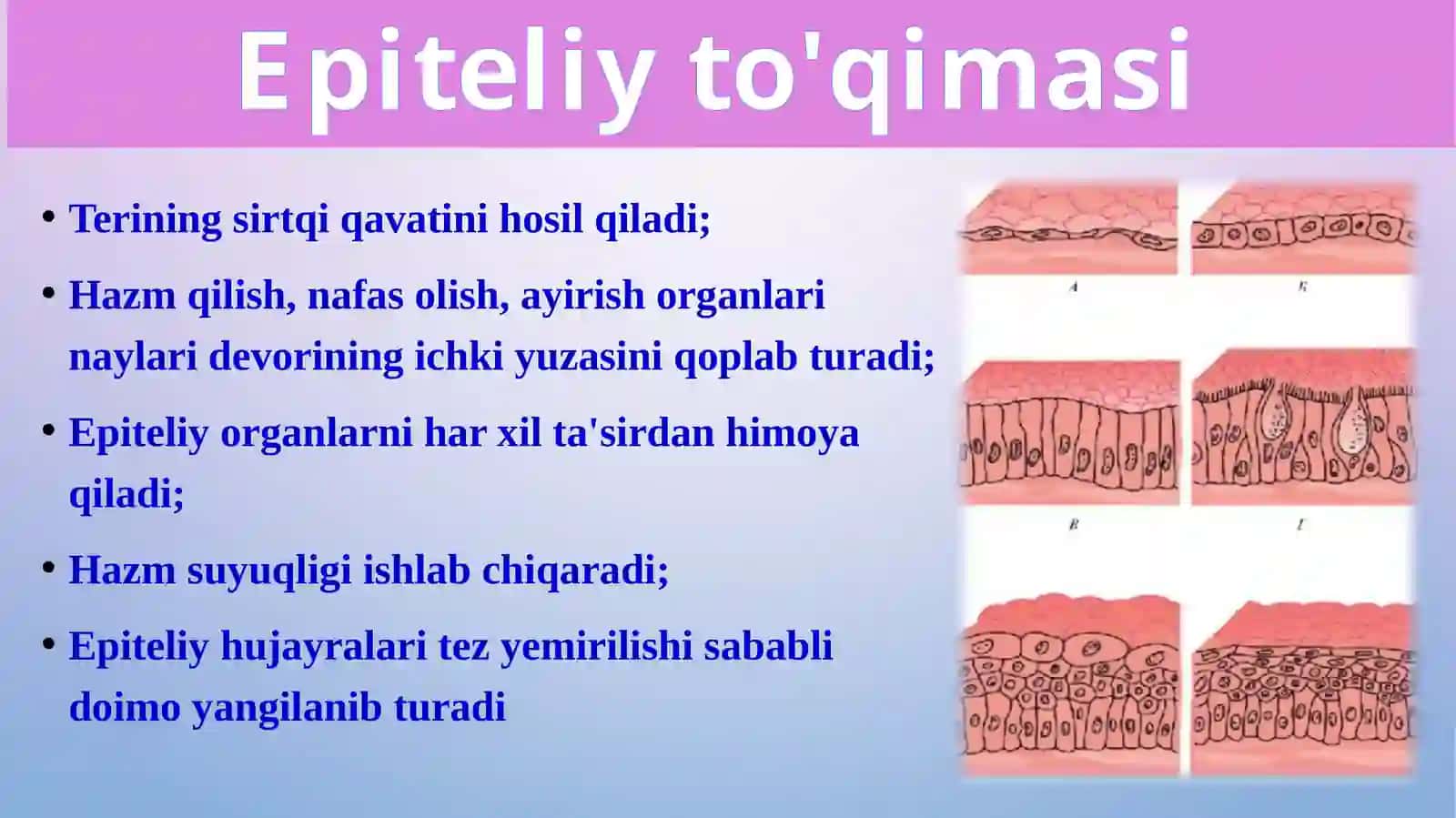 “To’qimalar, organlar va organizm” 3