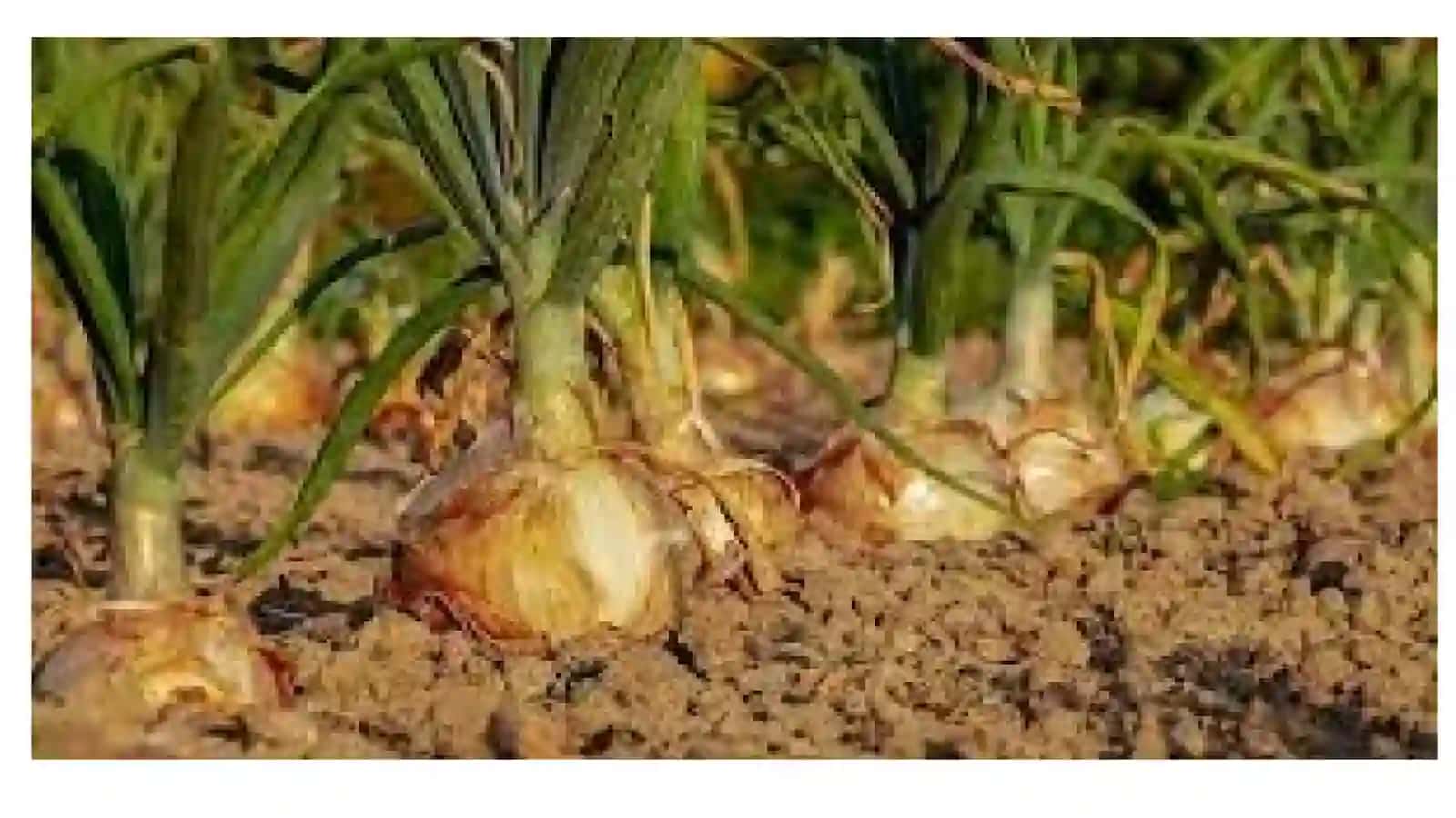 Ош пиёз— Allium cepaL 3