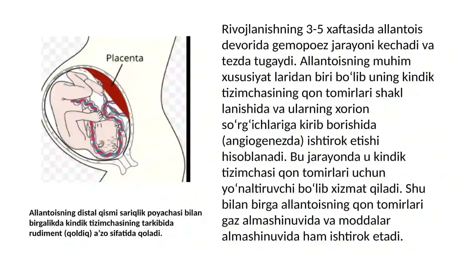 KINDI TIZIMCHASIING RIVOJLANISHI, TUZILISHI VA VAZIFASI, ONA-HOMILA TIZIM 3