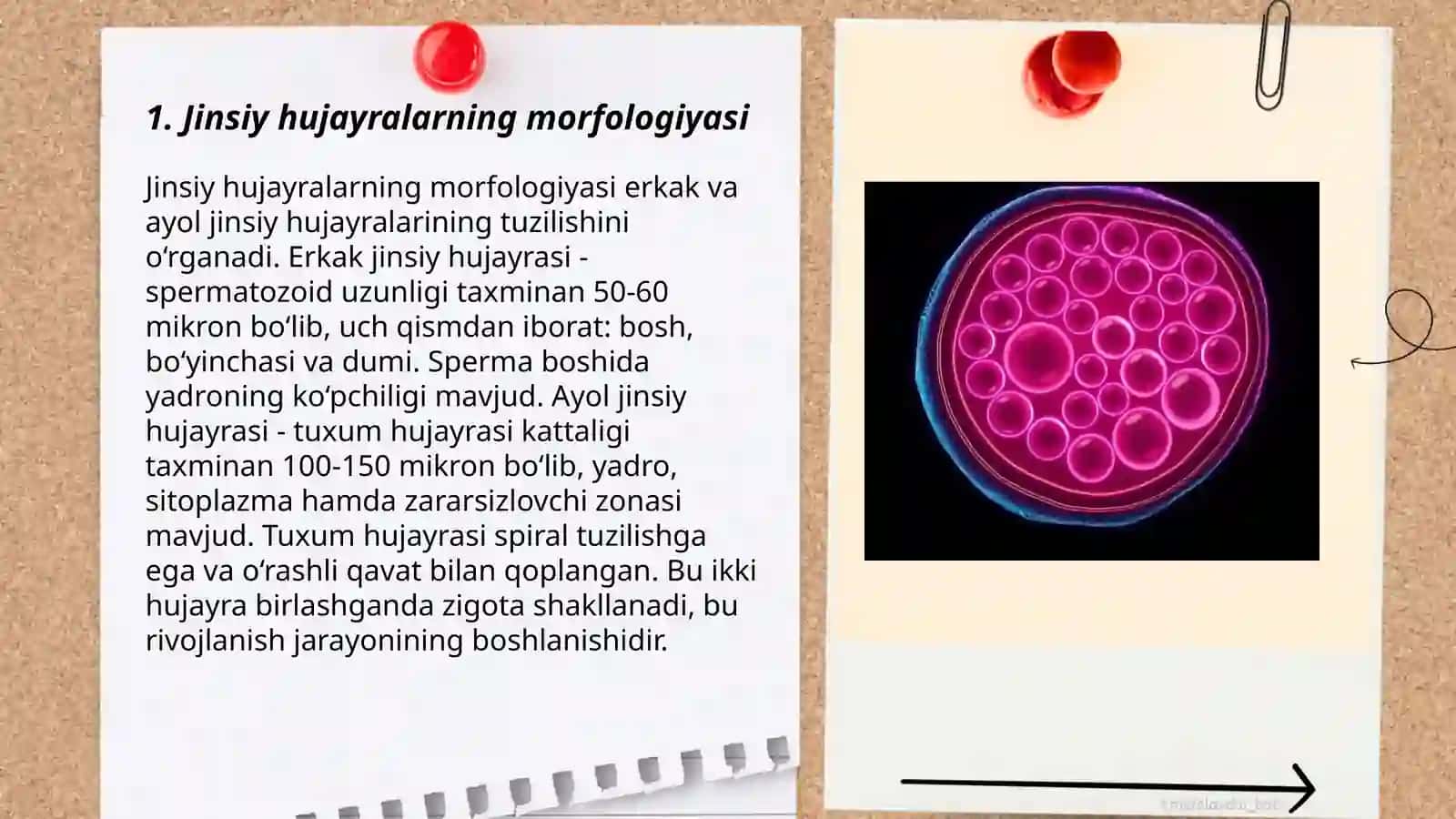 Jinsiy hujayralarning morfologik, fiziologik xususiyatlari. Oogenez va spermatogenez jarayonlari 3