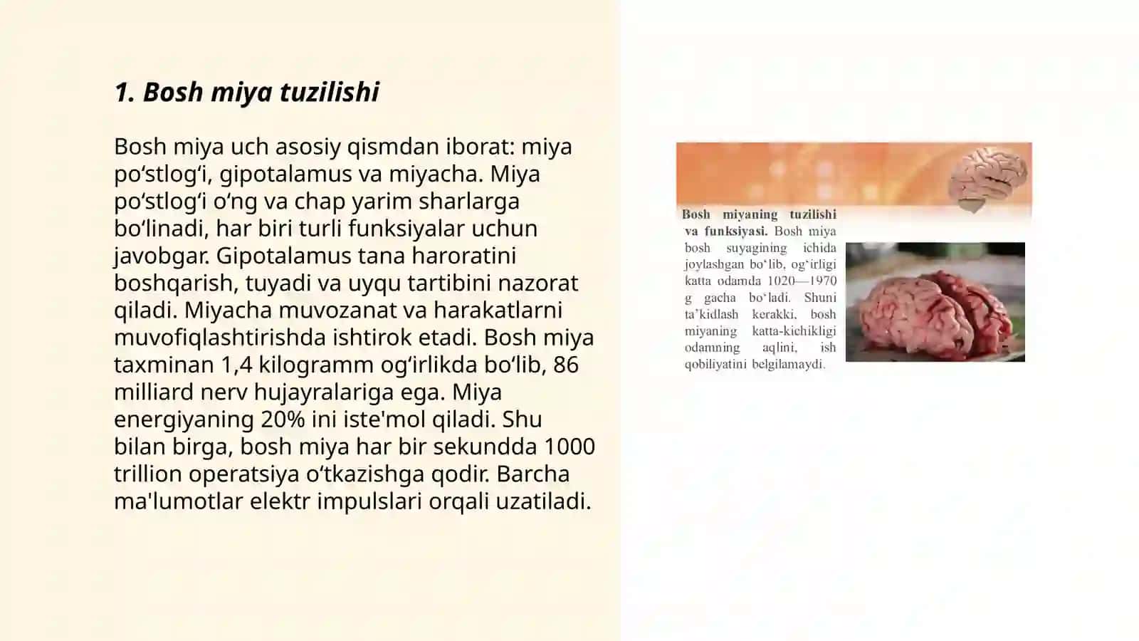 Bosh miyaning tuzilishi va funksiyasi 3