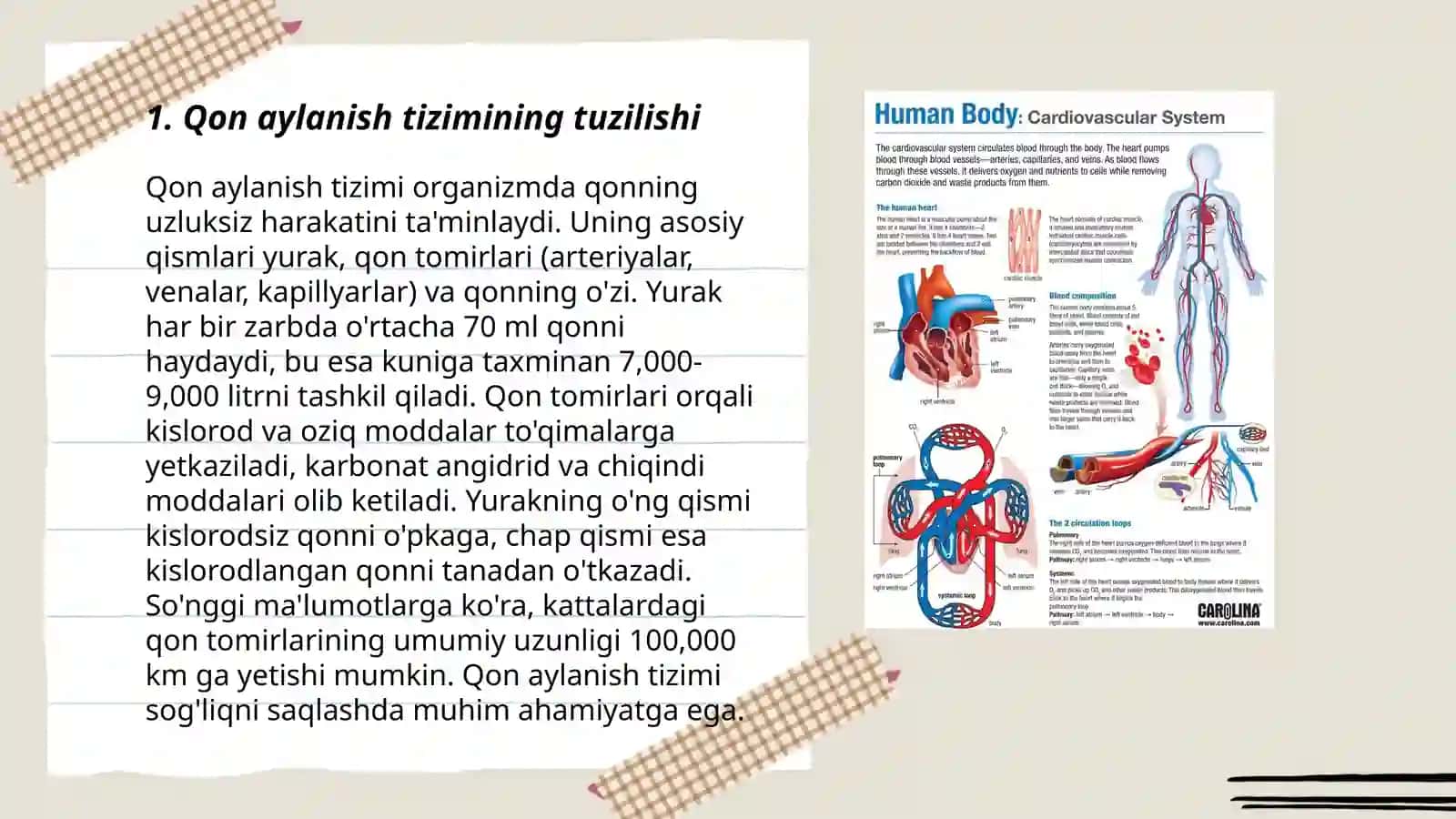 Qon aylanish tizimi 3