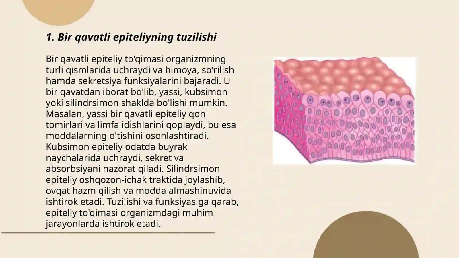 Bir qavatli ko'p qatorli silindirsimon kiprikli epiteliy 3