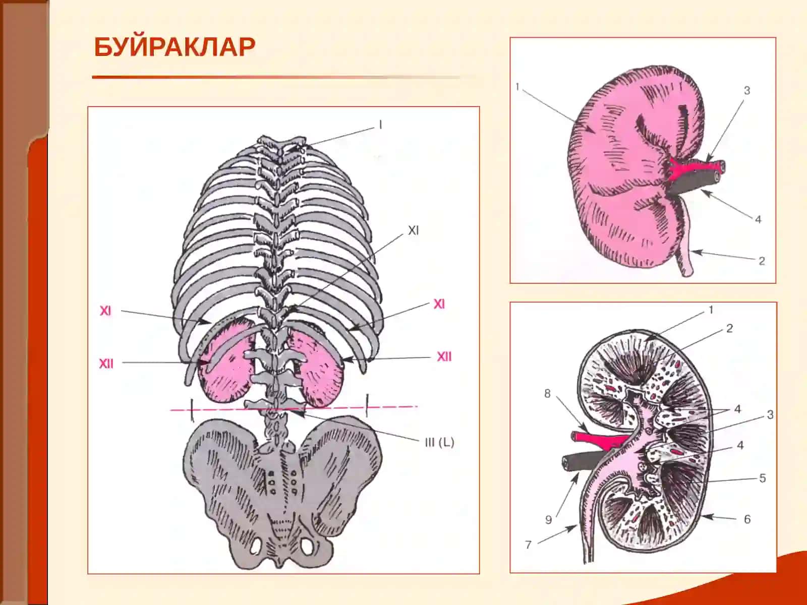 БУЙРАК КАСАЛЛИГИ БИЛАН ОҒРИГАН БЕМОРЛАРНИ ТЕКШИРИШ.СЎРАБ СУРИШТИРИШ ПАЛПАЦИЯ, ПЕРКУССИЯ, АУСКУЛТАЦИЯ 3