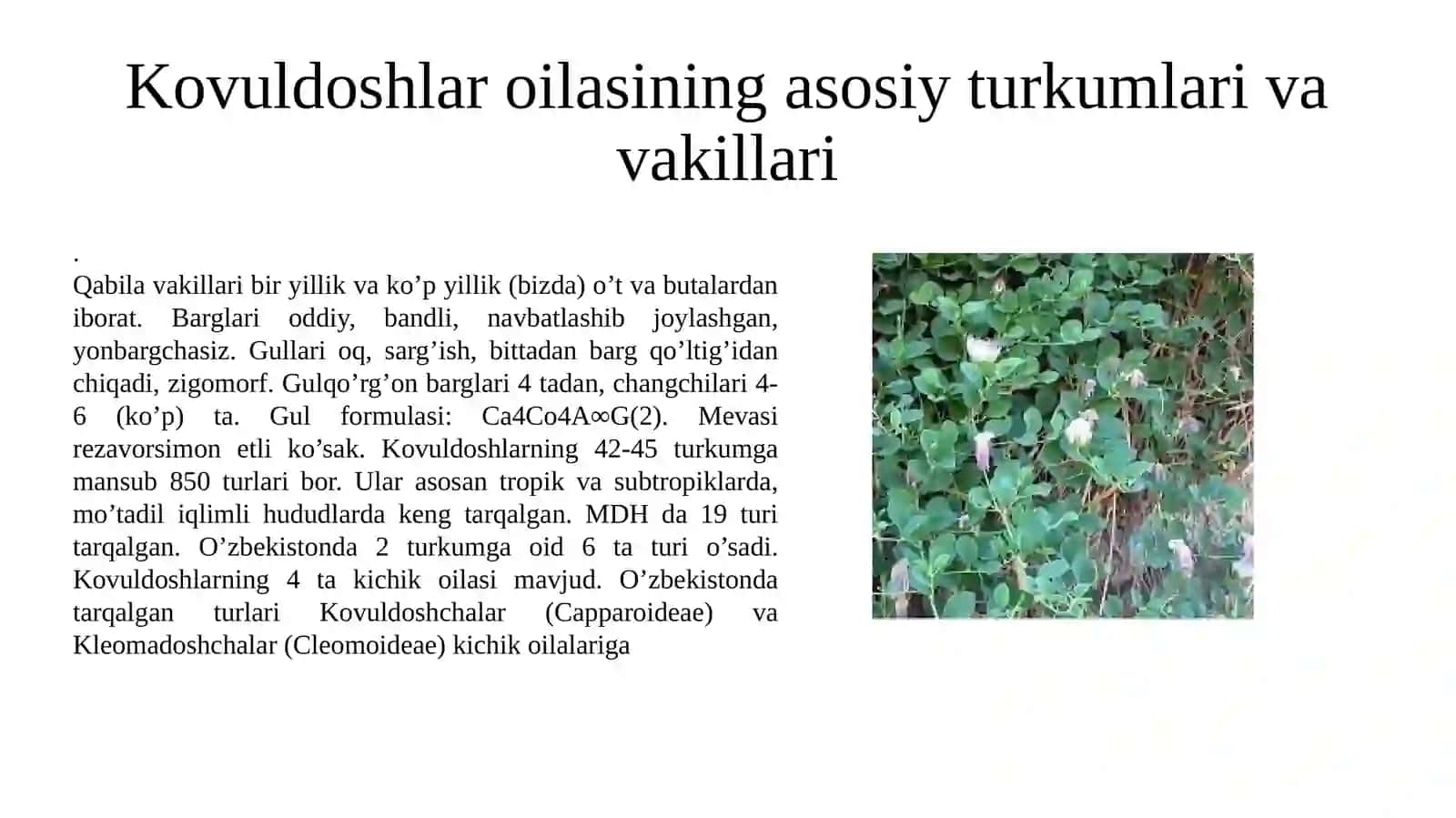 Capparaceae, Brassicaceae va Malvaceae oilasi turkumi turlari nomenklaturasini tahlili va oʻrganish qoidalari 3