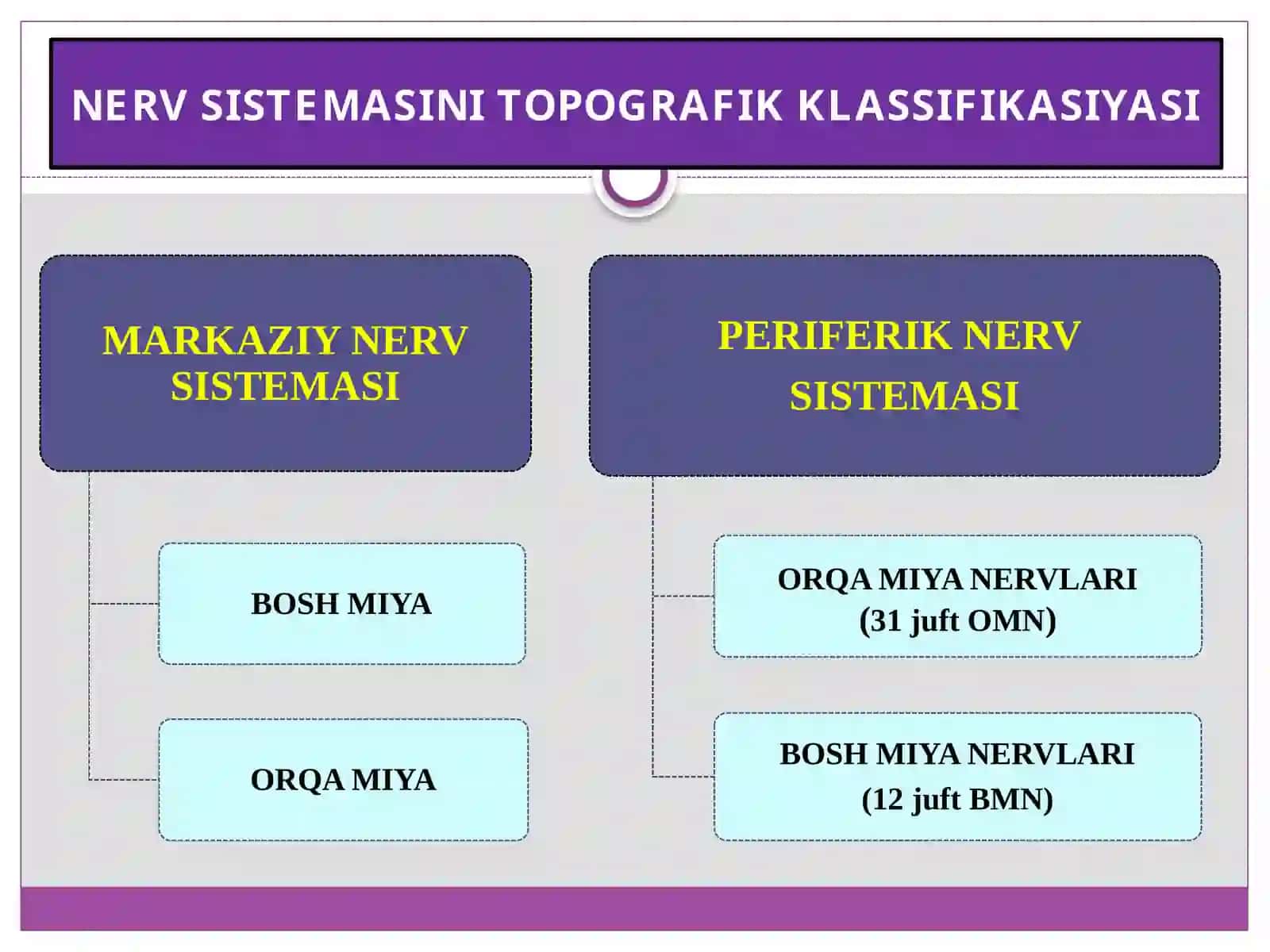 Orqa miya — Anatomiya fanidan prezentatsiya 3