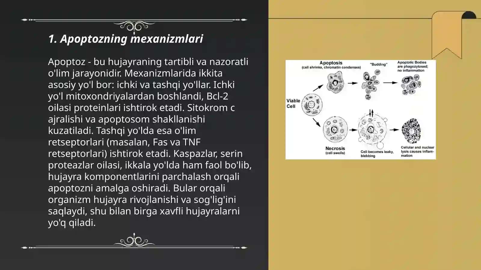 Apoptoz va nekroz kasalliklari 3