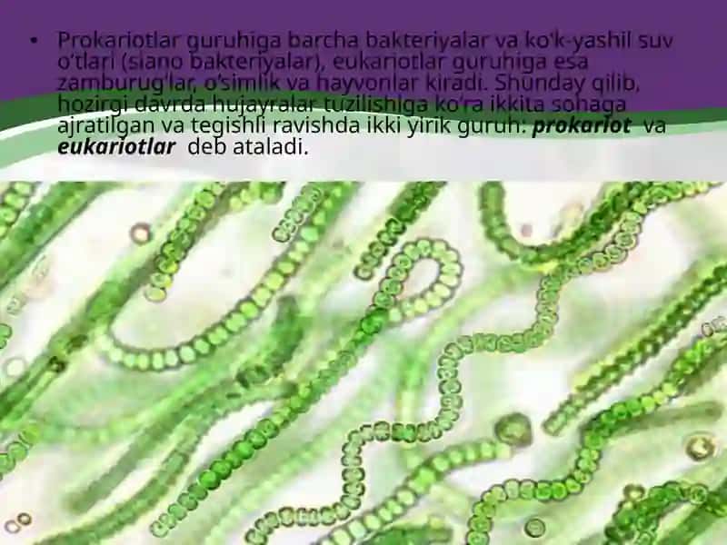 Prokariothujayra 3