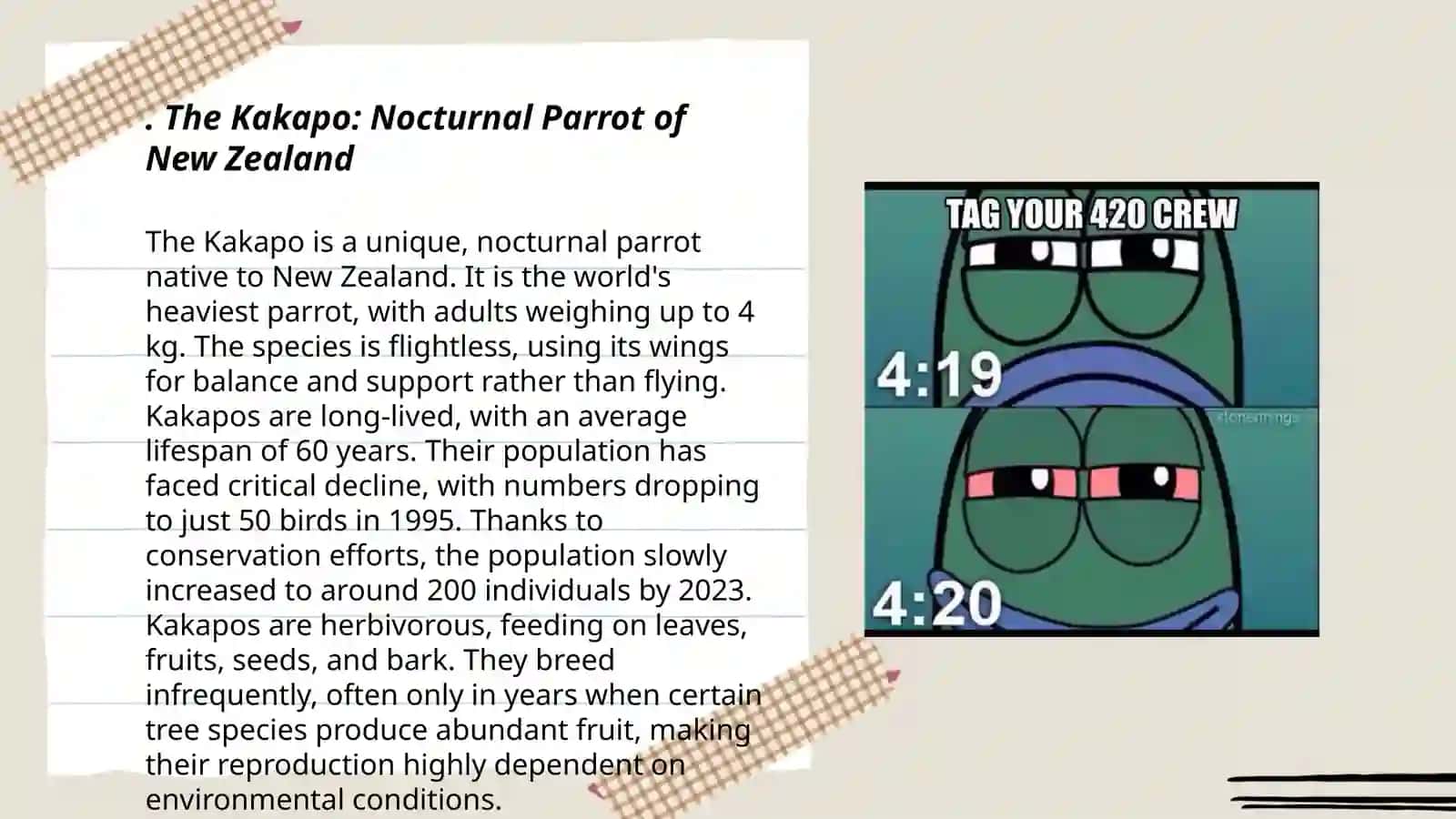 The Kakapo: Nocturnal Parrot of New Zealand 3