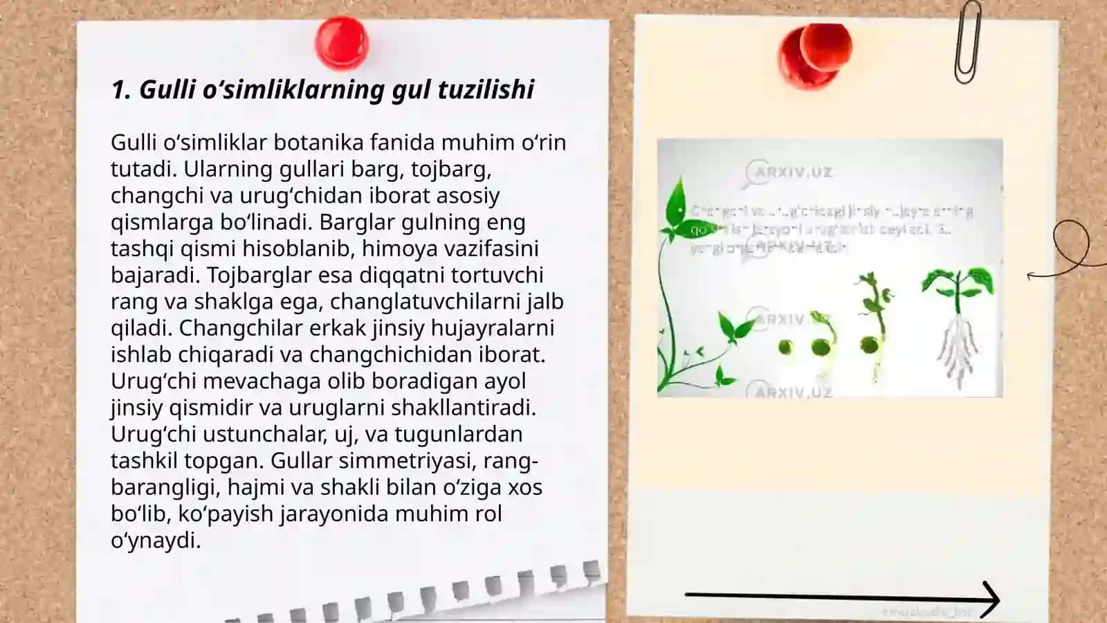 Gulli oʻsimliklarning generativ organlar va Gul 3