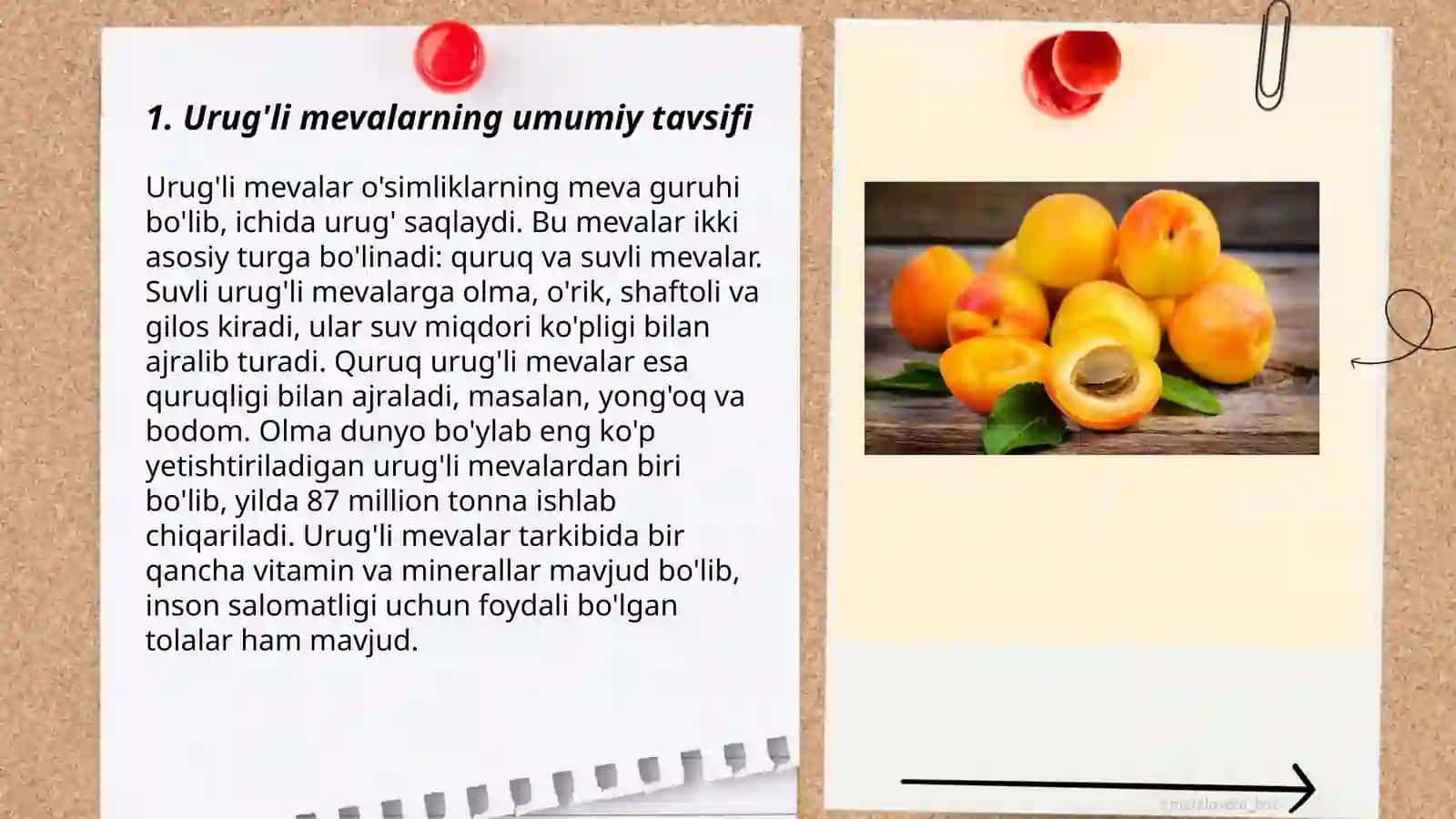 Yong’oq morfologiyasi, rivojlanishi 3