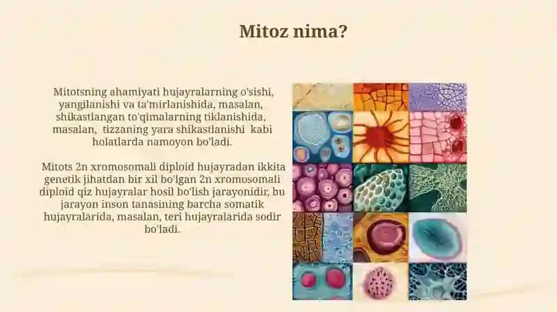 Mitotsning ahamiyati 3