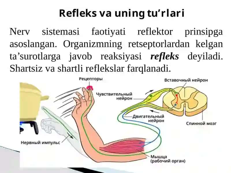 Nervmarkazlarning turli bo‘limlari 3