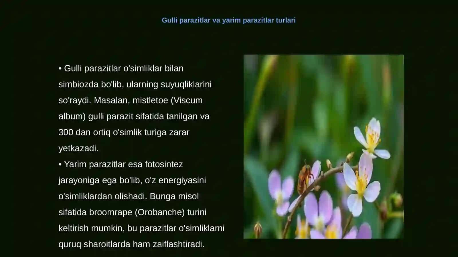 O‘simliklarni gulli parazitlar va yarim parazitlar qo‘zg‘atuvchi kasalliklardan himoya qilish 3