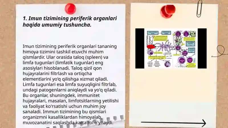 Imun tizimining periferik organlarini o'rganish 3