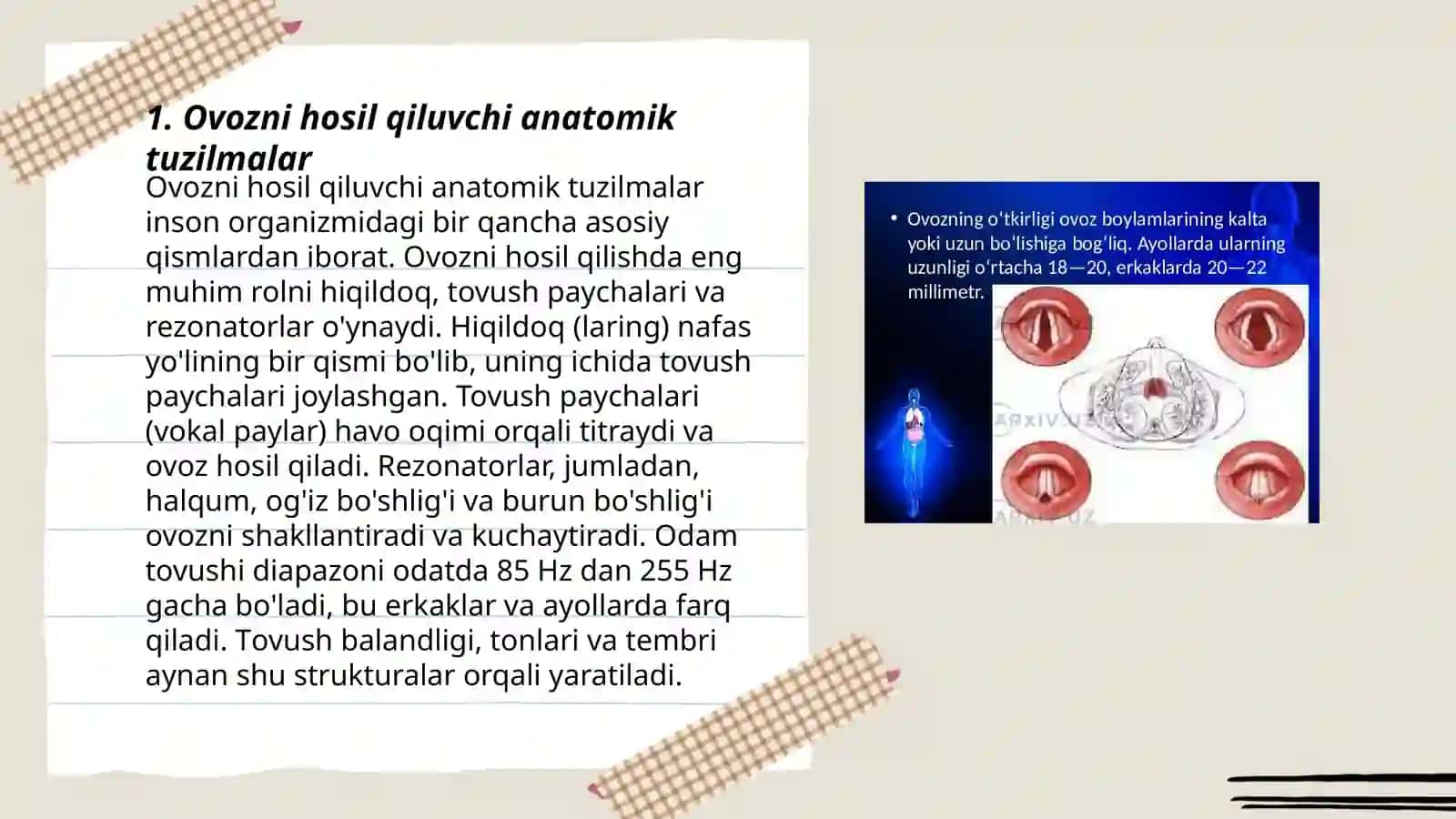 Ovozni hosil qiluvchi anatomik tuzilmalar 3