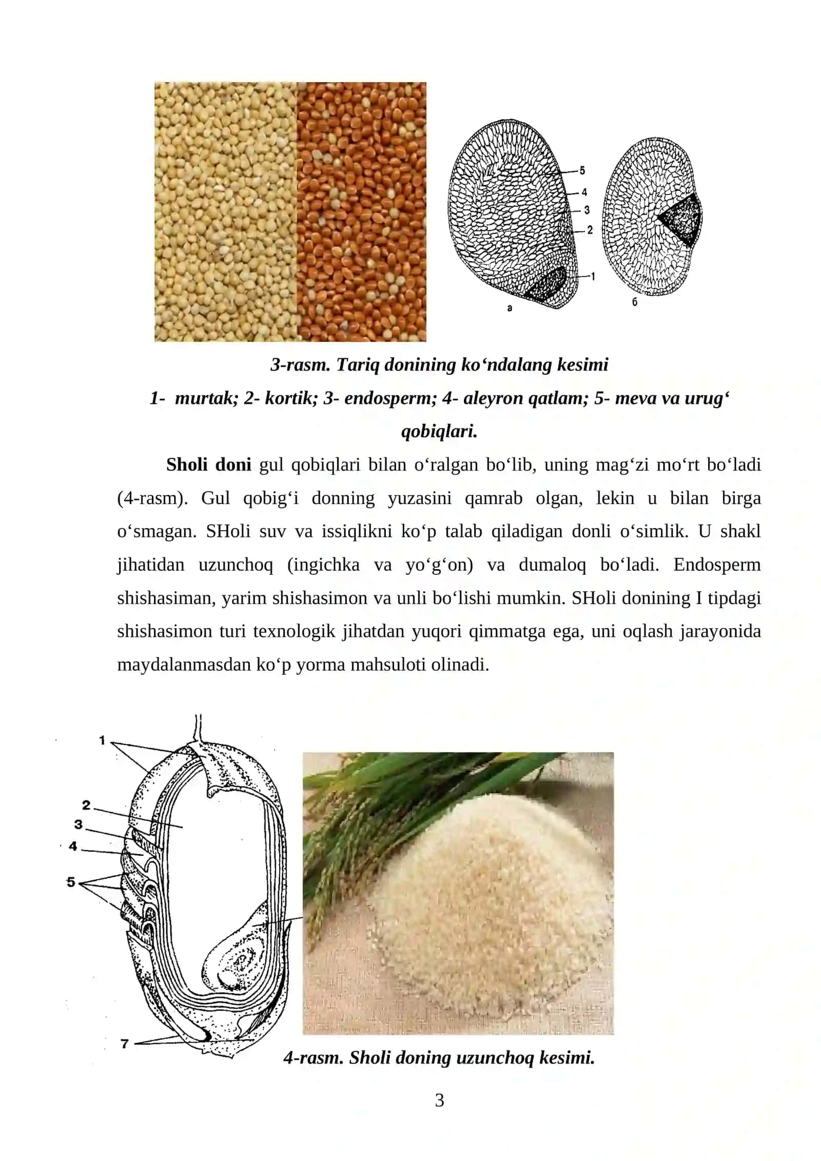 Yorma sanoatida foydalaniladigan xom ashyolarning anatomik va morfologik tuzilishi 3