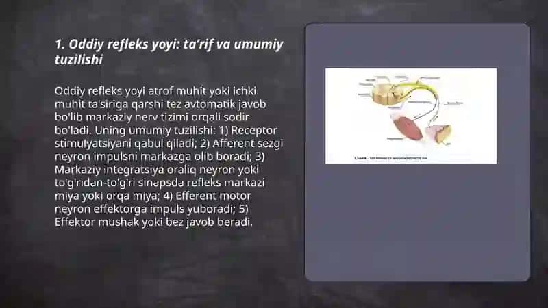 Oddiy refleks yoyi: taʼrif va umumiy tuzilishi 3