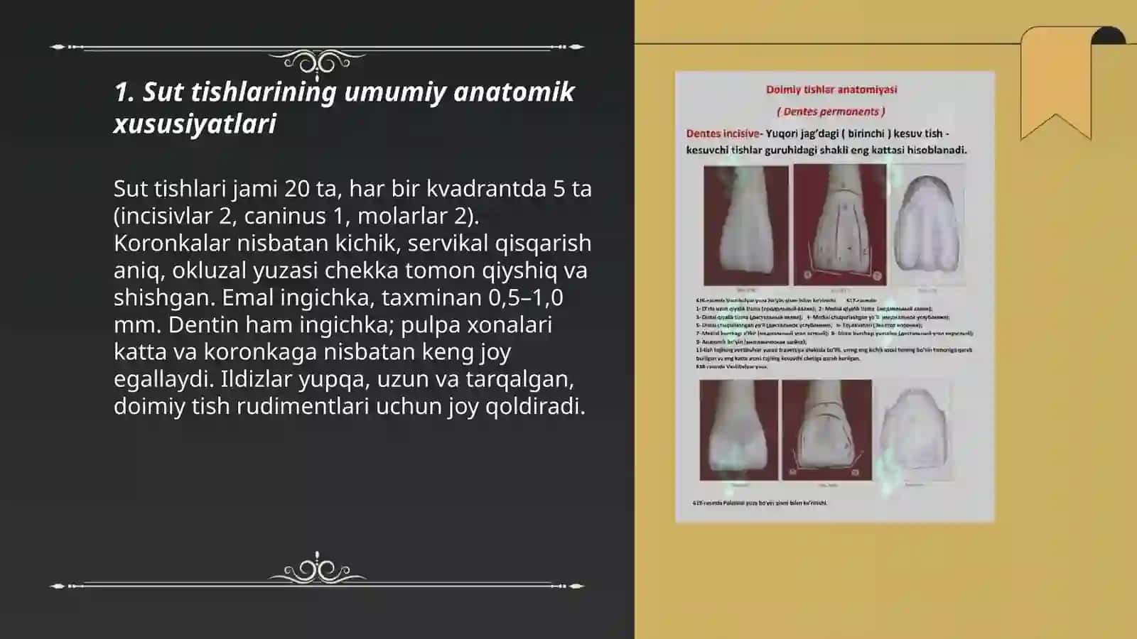 Sut tishlarining anatomiyasi va fizialogiyasi 3
