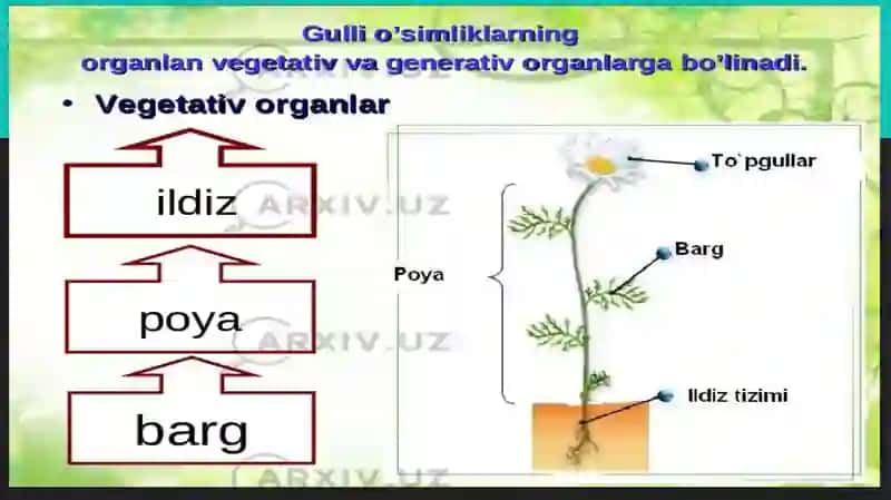 Qutblanish.Yuksak oʻsimliklarning vegetativ organlari: poya, kurtakning tuzilishi va oʻsish nuqtasi.Joylashishi boʻyicha kurtak turlari:uchki,yon, qoʻshimcha kurtaklar. Vegetativ va aralash kurtaklar. Gʻuncha. 3