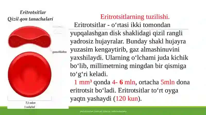 Eritrotsitlar 3