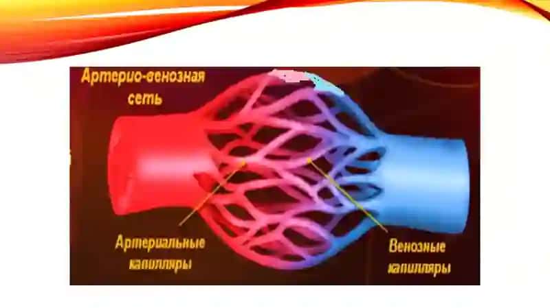 Qon aylanishining buzilishi arterial va venoz giperemiya.Ishemiya.Kamqonlik,Qon ketish 3