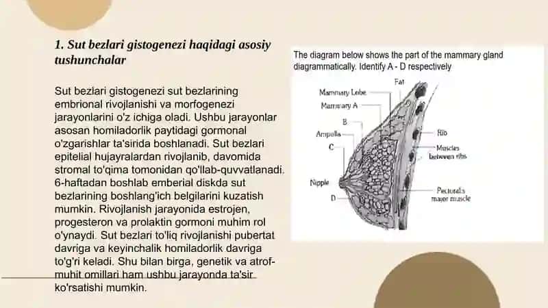 Sut bezlari gistogenezi va gistofiziologiyasi.Laktatsiya jarayonining neyrogumoral mexanizmlari. 3