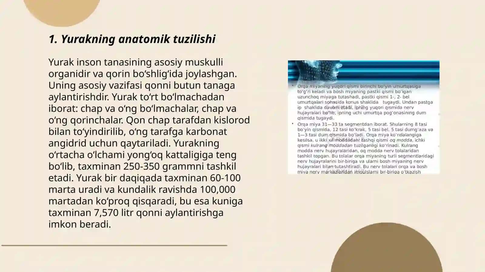 Yurakning qon bilan ta'minlanish xususiyatlari 3