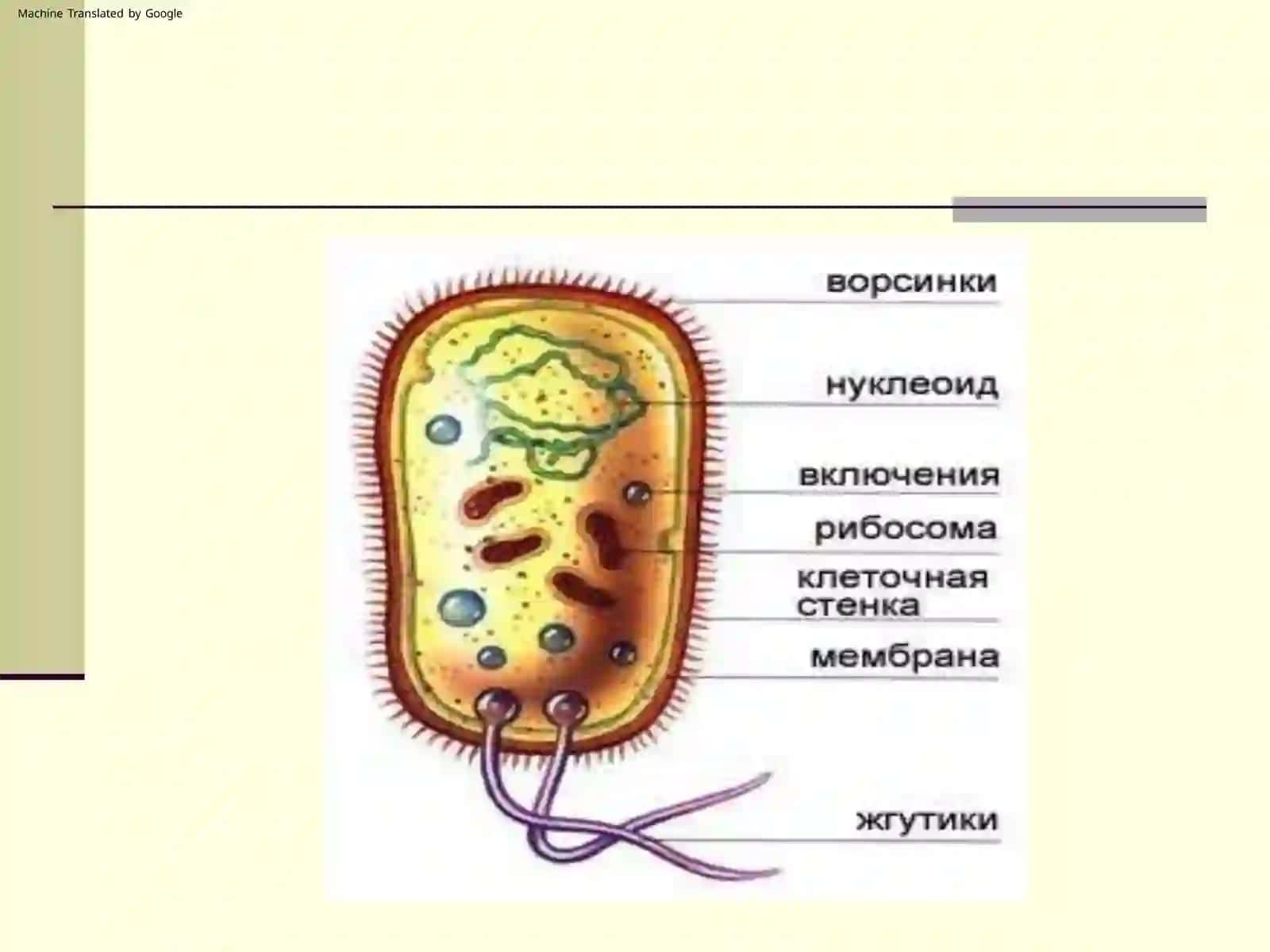 Prokariotlarning shakllari 3