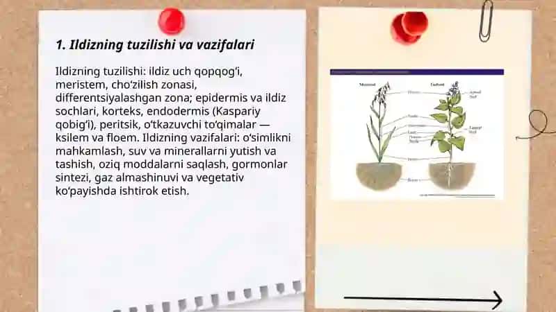 O'simliklarning vegetativ organlari 3