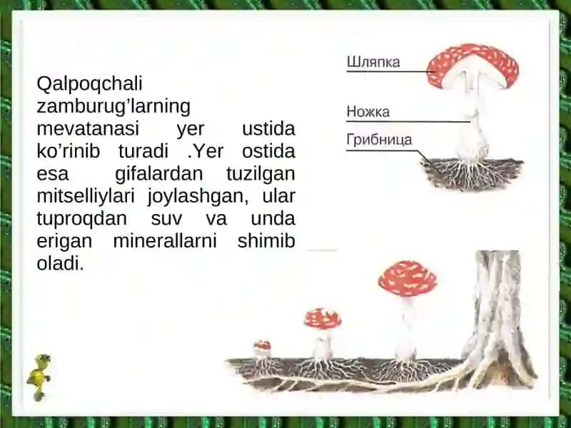 Zamburug’lar dunyosida 3