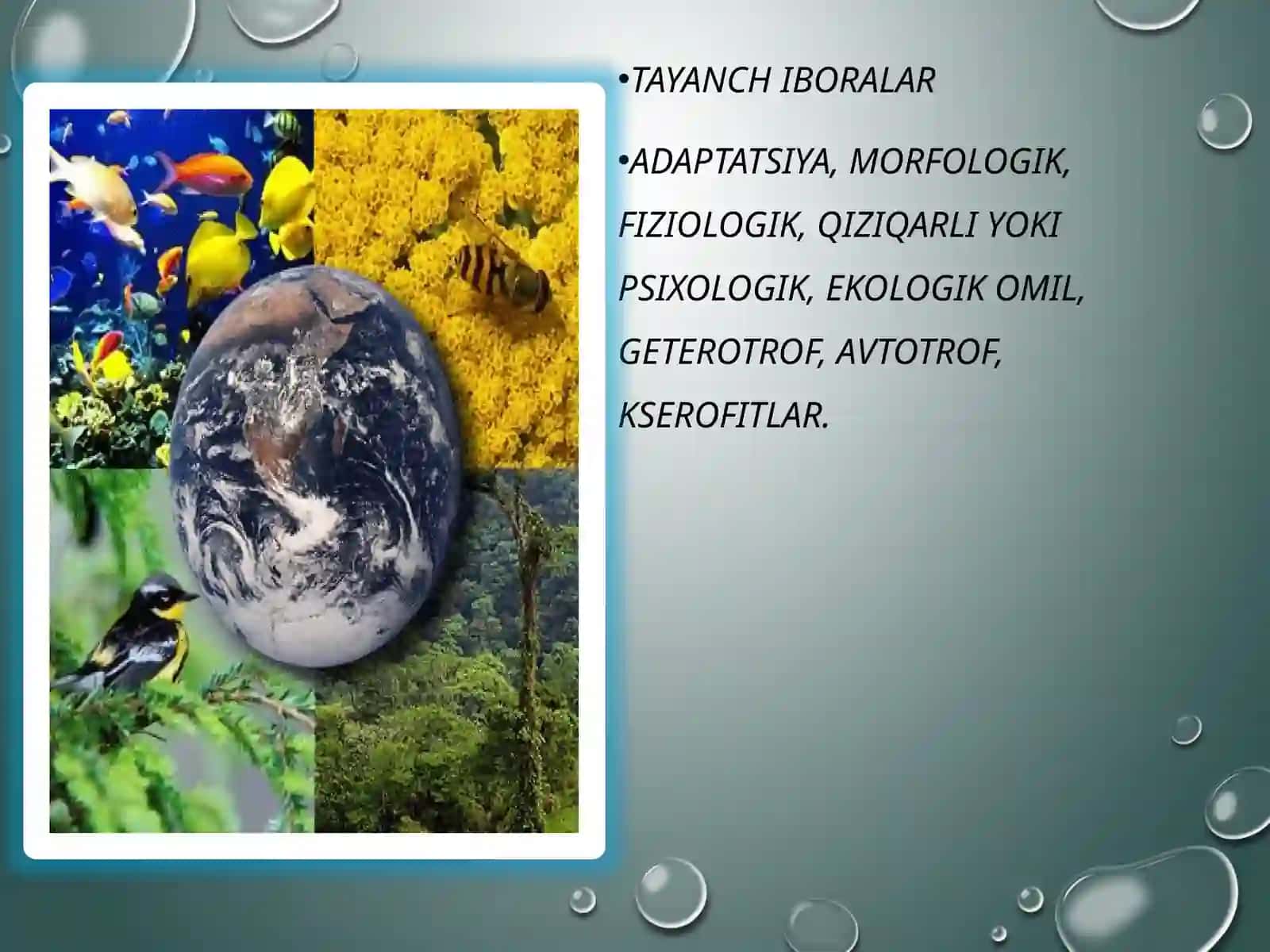 BIOTIK omillar.TIRIK ORGANIZMLARDA MOSLANISHLAR 3