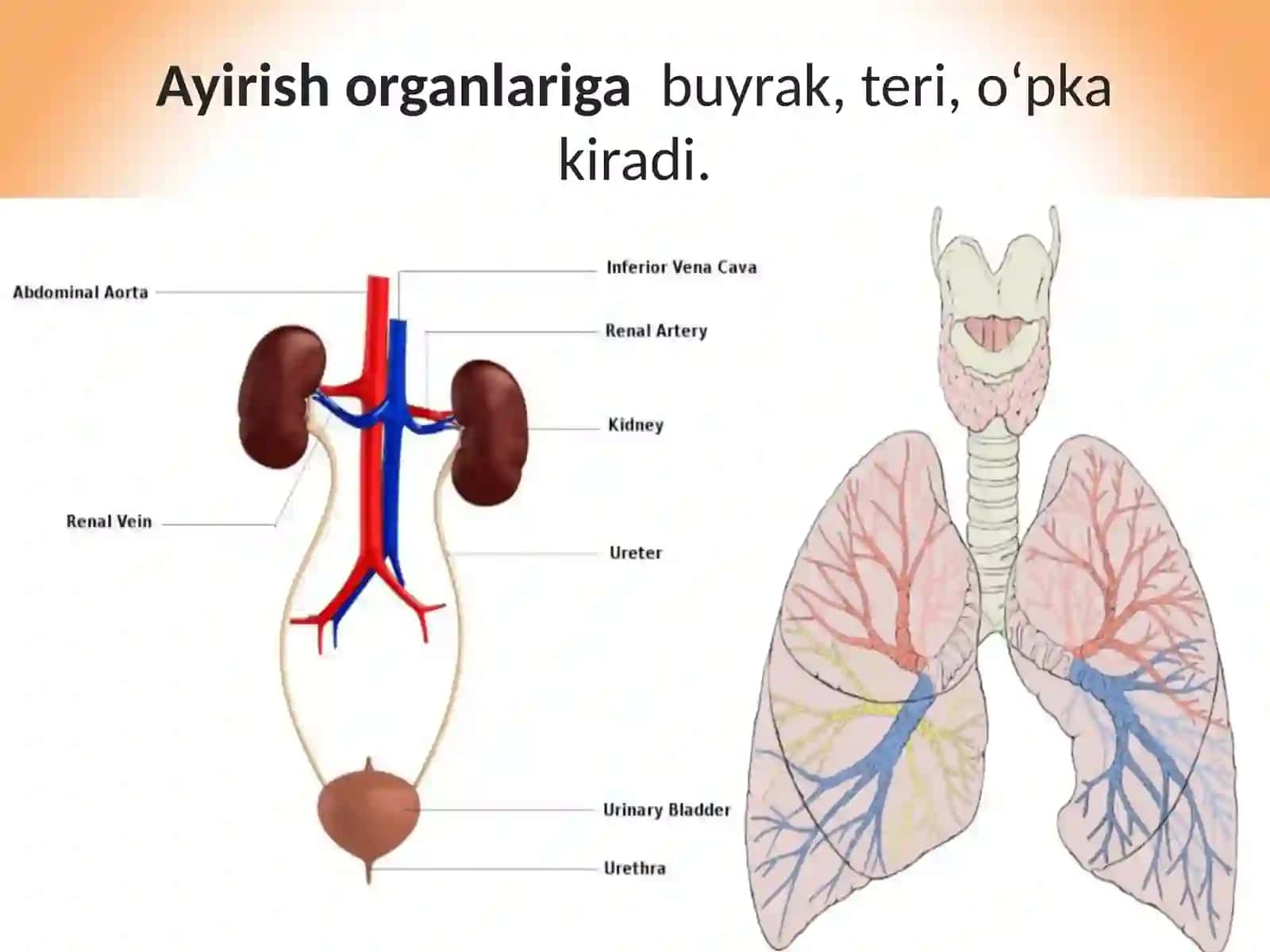Ayirish sistemasining ahamiyati 3