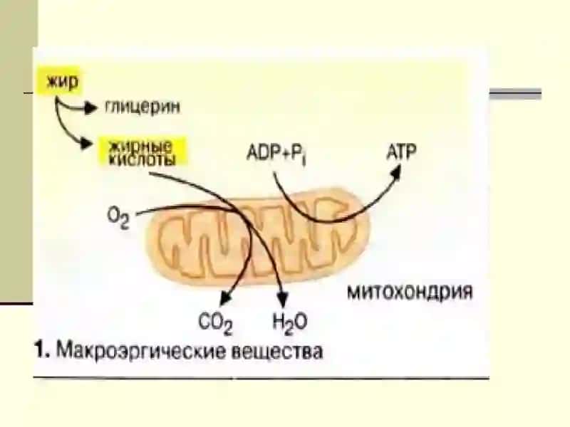 Строение, функции и метаболизм липидов 3